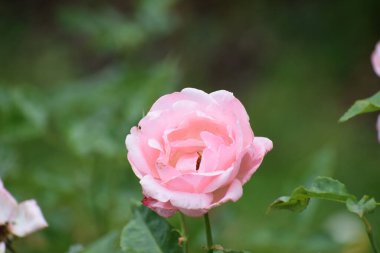 Bahçedeki güzel pembe güller