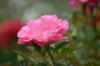 Bahçedeki güzel çiçekler