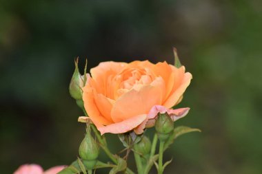 Güzel botanik fotoğrafı, doğal duvar kağıdı.