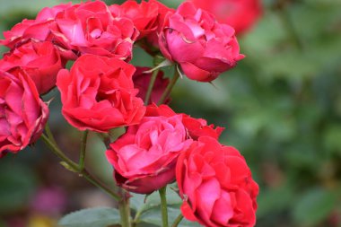 Bahçede güzel kırmızı bir gül, Flora.