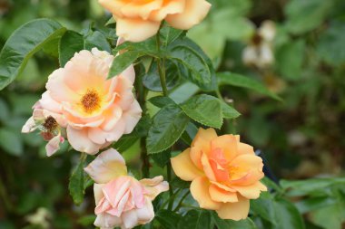 Bahçedeki güzel çiçekler