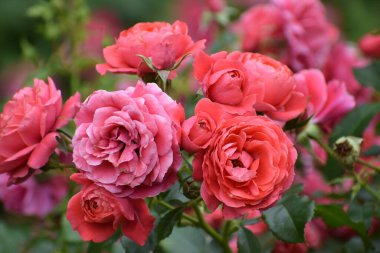 Bahçedeki güzel kırmızı güller