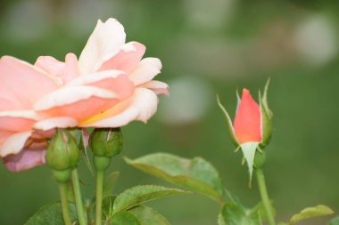 Parktaki güzel çiçekler.