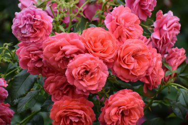 Bahçedeki güzel çiçekler