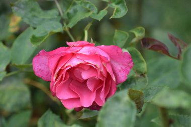 Bahçede kırmızı gül