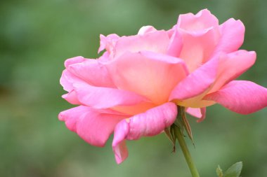 doğada pembe güller