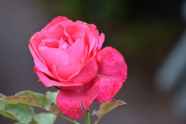 Bahçede kırmızı gül