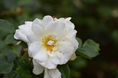 yeşil zemin üzerine beyaz gül