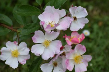 Çiçeklerin açılışını kapat.