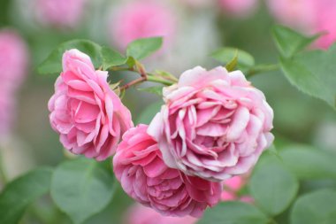 Bahçedeki güzel güller