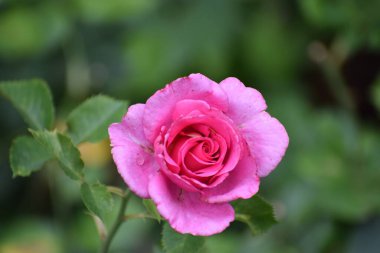 Bahçede güzel pembe bir gül