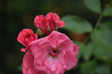 Bahçede kırmızı gül