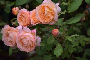 Bahçedeki güzel çiçekler