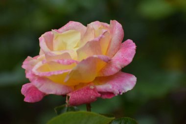 Bahçedeki güzel güller