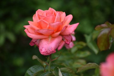 Bahçedeki güzel güller