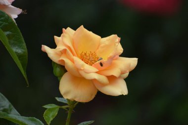 Güzel botanik fotoğrafı, doğal duvar kağıdı.