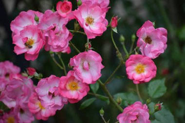 Bahçedeki güzel çiçekler