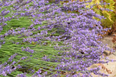 Bahçede mor çiçekler