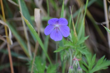 Bahçedeki güzel çiçekler