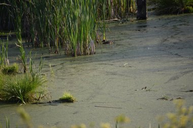 Arka planda güzel bir nehir