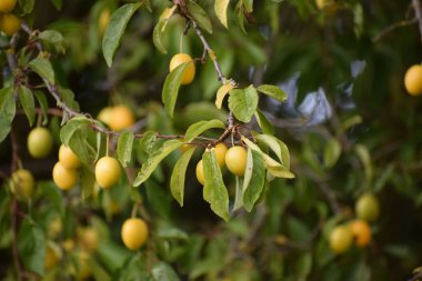 Yapraklı sarı plumeria ağacı, kapat.