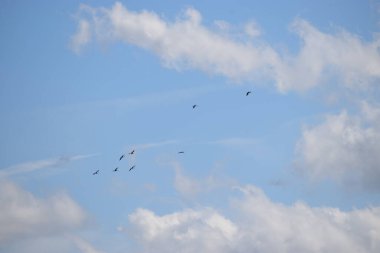 Kuşlar gökyüzünde uçuyor