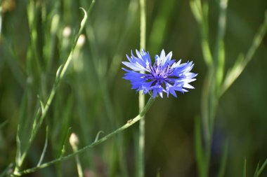 Bahçedeki mavi çiçek