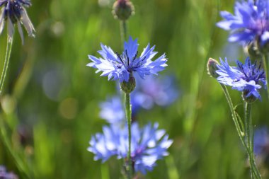 (centaurea siyanus) vahşi doğada