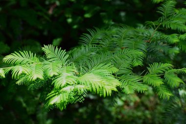 Bahçede yeşil yapraklar