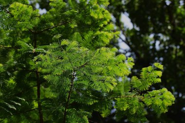 Ormanda yeşil yapraklar