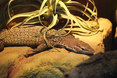 Kertenkele, kertenkele, vahşi yaşam