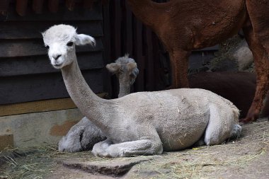 Tahta zeminde beyaz bir bebek