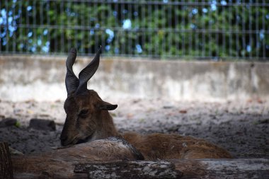 Ormandaki genç geyik