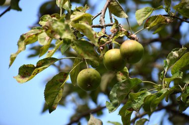 bahçede bir ağaç üzerinde elma