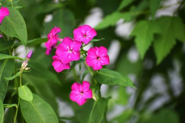 Bahçedeki güzel çiçekler