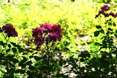 Bahçedeki güzel çiçekler