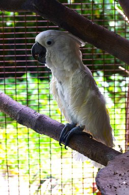 Hayvanat bahçesindeki sarı papağan.