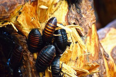 Bir kelebeğe yaklaş