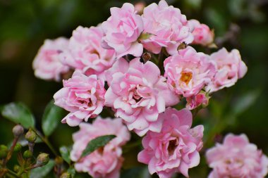 Bahçedeki pembe çiçek