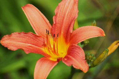 Turuncu zambak çiçeğine yaklaş