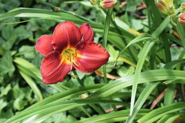 Bahçedeki kırmızı lale