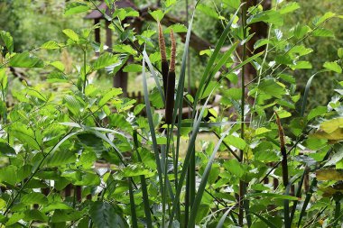 Güzel botanik fotoğrafı, doğal duvar kağıdı.