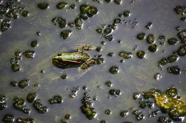 Kurbağa suya yakın çekim