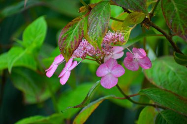 Güzel botanik fotoğrafı, doğal duvar kağıdı.