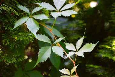 Bahçede yeşil yapraklar