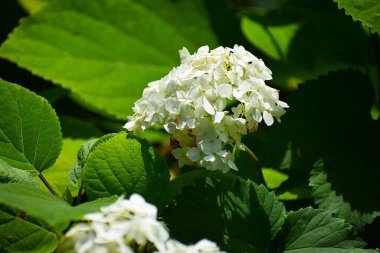 Güzel botanik fotoğrafı, doğal duvar kağıdı.