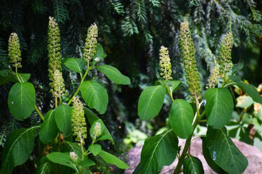 Ormanda güzel çiçekler