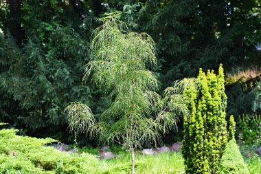 Doğada ağaç dalları, bitki örtüsü