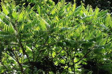 Bahçedeki bir ağacın yeşil yaprakları