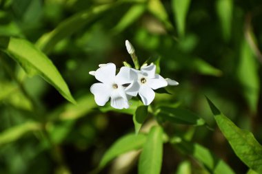 Bahçede beyaz çiçekler